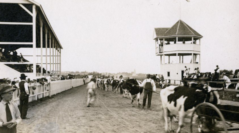 ‘Showing dairy cows at the Washington County Fair in 1905’