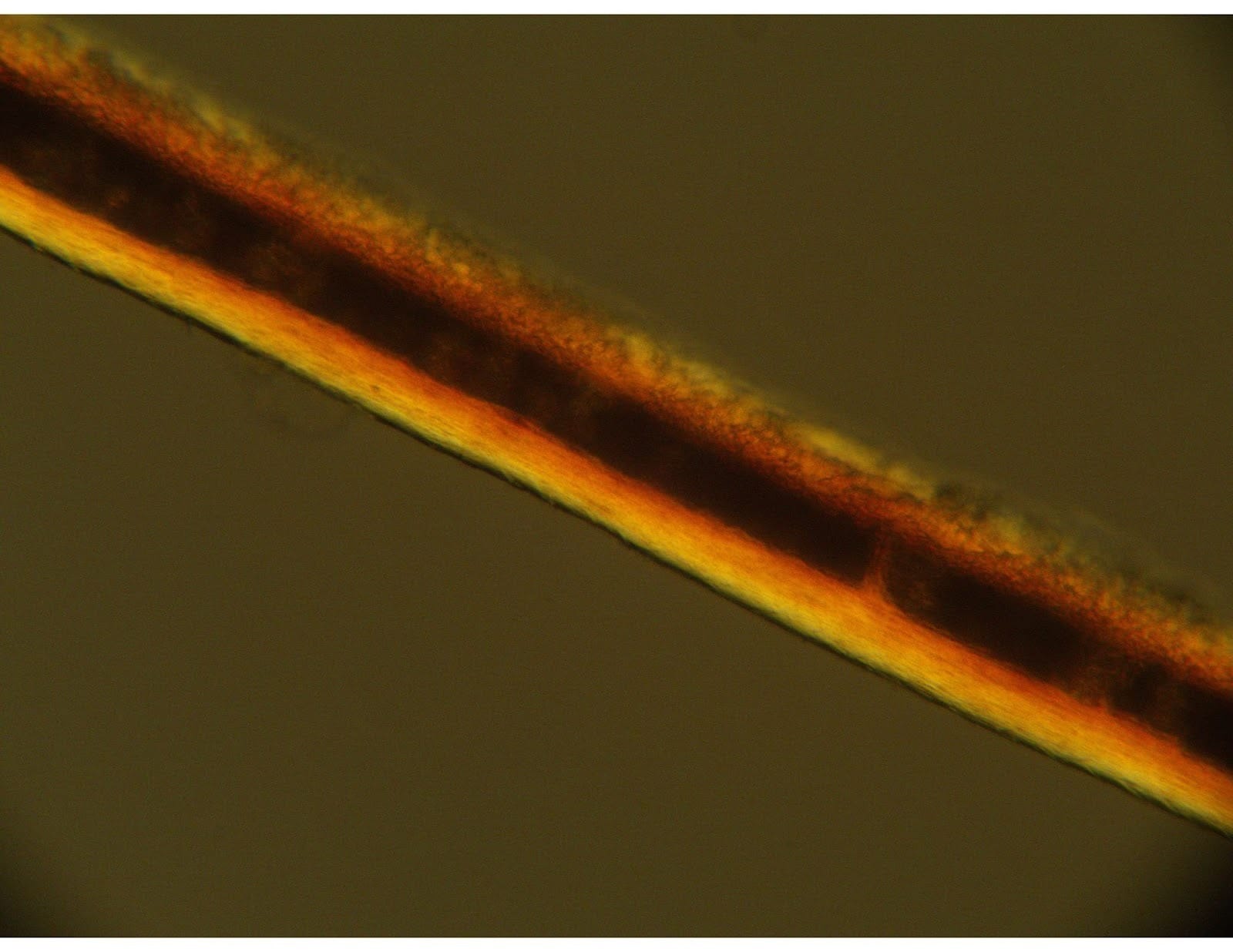 Hair crossed polars from the plaster ceiling in the 1889 Courthouse of The Tower Heritage Center in Washington County, Wisconsin